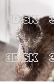 Emus head photo reference 0094